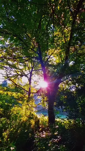 Ein neuer Tag voller Licht und Leben 🌅✨🌳🐝🦋🦋  #soasmelhores5585 #1klikesback #sonnenstrahlen #naturmoment  #naturezaperfeita 