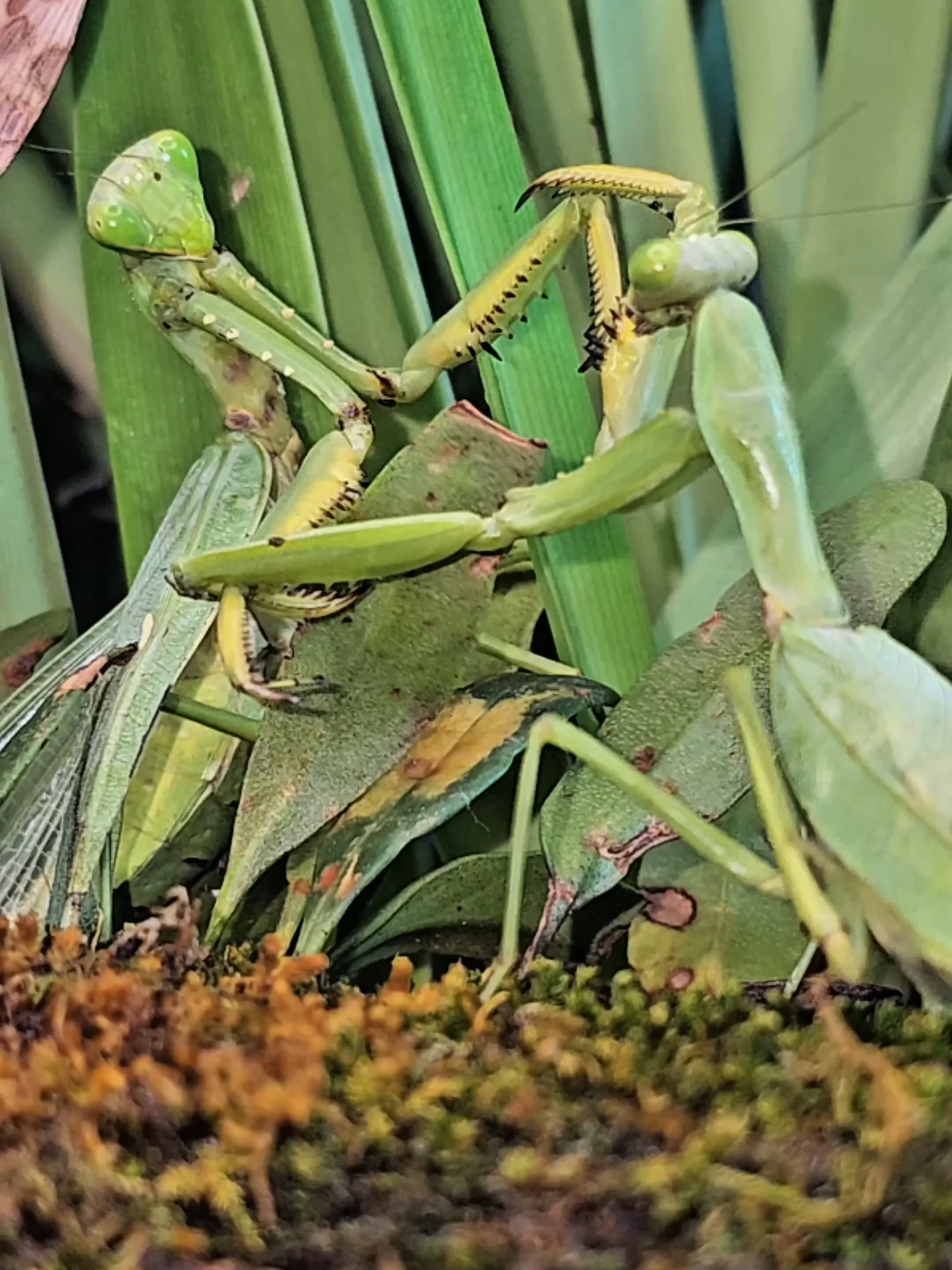 The Fierce Battle of Two Japanese Praying Mantises #mantis #kungfumantis #japanesemantis #insect #pest