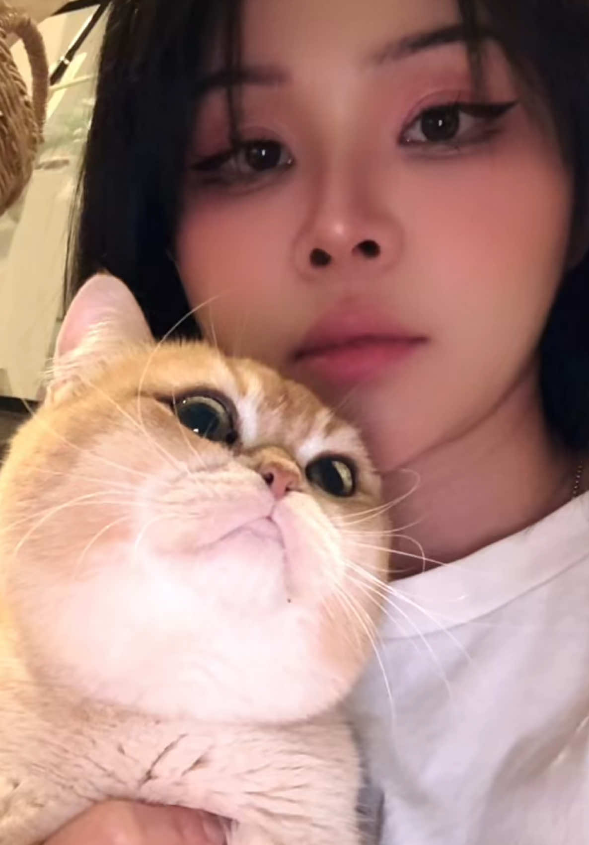 อย่าเอาแมวส้มมาบัง #แมวส้ม #orangecat #onlyping 