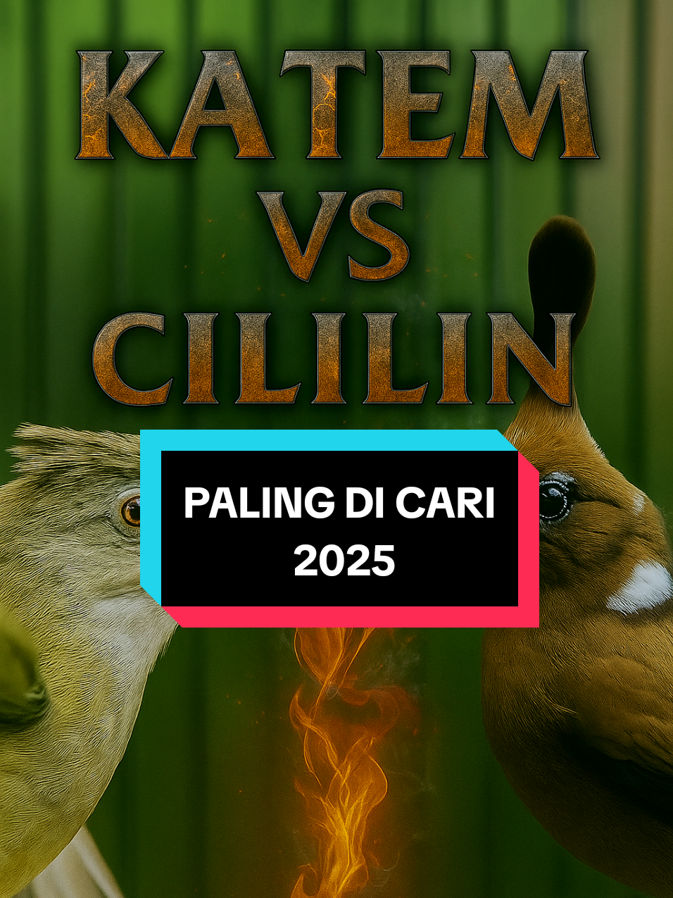 masteran burung kapas tembak sambung cililin, materi enak buat masteran. #kapastembak #cililin #masteranburung #masteranburungjuara #kicaumania 