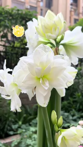 Hoa Lan Huệ cánh kép🌸🌸 đẹp xễuuuuuu😍😍 #hoa #hoadep #hoacaycanh #hoalanhue #hoalanhuecanhkep 