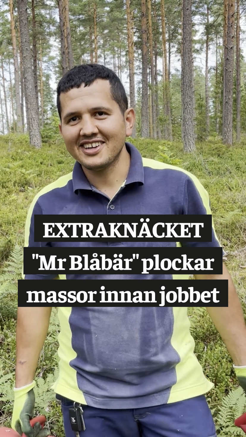 PLOCKAR, ÄTER OCH SÄLJER | En bra dag plockar Ali Mohammad Nazari ihop 36 liter blåbär på några timmar, på förmiddagen innan han går till jobbet🤯🫐   Reporter/foto | Torun Bäckström #vimmerbytidning #vimmerby #lokalanyheter #hultsfred #blåbär