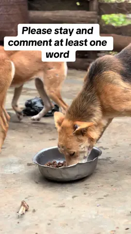 A share ,acomment and alike you give today helps us me provide the everyday meal to the fur friends at the shelter  #badrudogshelter  #fyppppppppppppppppppppppp 