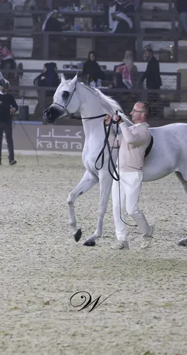 #فهد_سعد_خيال_الخيل_عشق_❤️🐎❤️ 