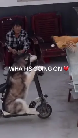 TS CANNOT BE REAL #viral #fyppage #dog #pets #relatable 