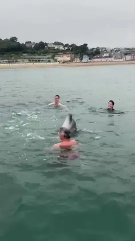 Watch family’s incredible encounter with dolphin off South West coast #dolphin #dorset 