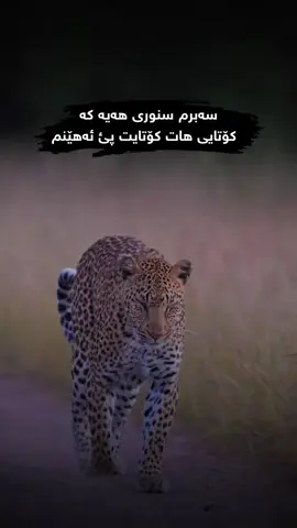 #وتە #foryou #wtay_jwan📝 #وتەی_جوان #وتەیەکی_جوان_بنوسن🙃💔 