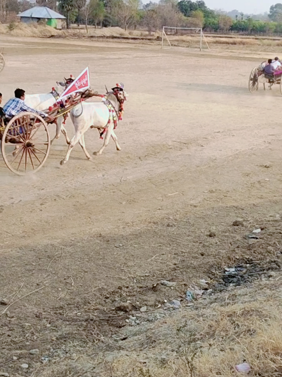 #နွားဝါသနာရှင်ညီကိုများအတွက် # #ညီကိုနှစ်ယောက်ရှယ်ဖြုတ်ခဲ့တာလေး# #ထီလာသား❤❤❤#@Zoe Zoe @UThanWin @ဘစ်စိမ်းရောင်နဲ့ချစ်သိန်းမောင် 