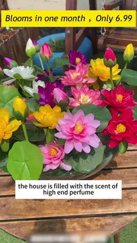 Mini bowl lotus 🌸 Small and elegant Create your own water garden on the balcony or patio Fresh graceful and easy to grow 🌿#garden #flowers #gardening #PlantTok #homedecor