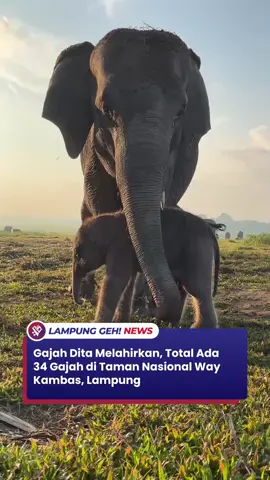 Lampung Timur - Seekor gajah Sumatra kembali lahir di konservasi Taman Nasional Way Kambas (TNWK). Total ada 34 ekor gajah jinak di TNWK, Lampung Timur.  Diketahui, anak gajah Sumatera jantan yang belum diberi nama ini lahir dari induk Dita pada Jumat (15/8) sekitar pukul 22.55 WIB.  Kabar bahagia itu dibenarkan langsung oleh Kepala Balai Taman Nasional Way Kambas, MHD Zaidi dalam keteranganya.  