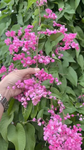 พวงชมพูสีหวานแหว๋ว #tiktokviral #กระแสมาแรง #ดอกไม้กินได้ #เทรนวันนี้ #นายหน้าtiktokshop 