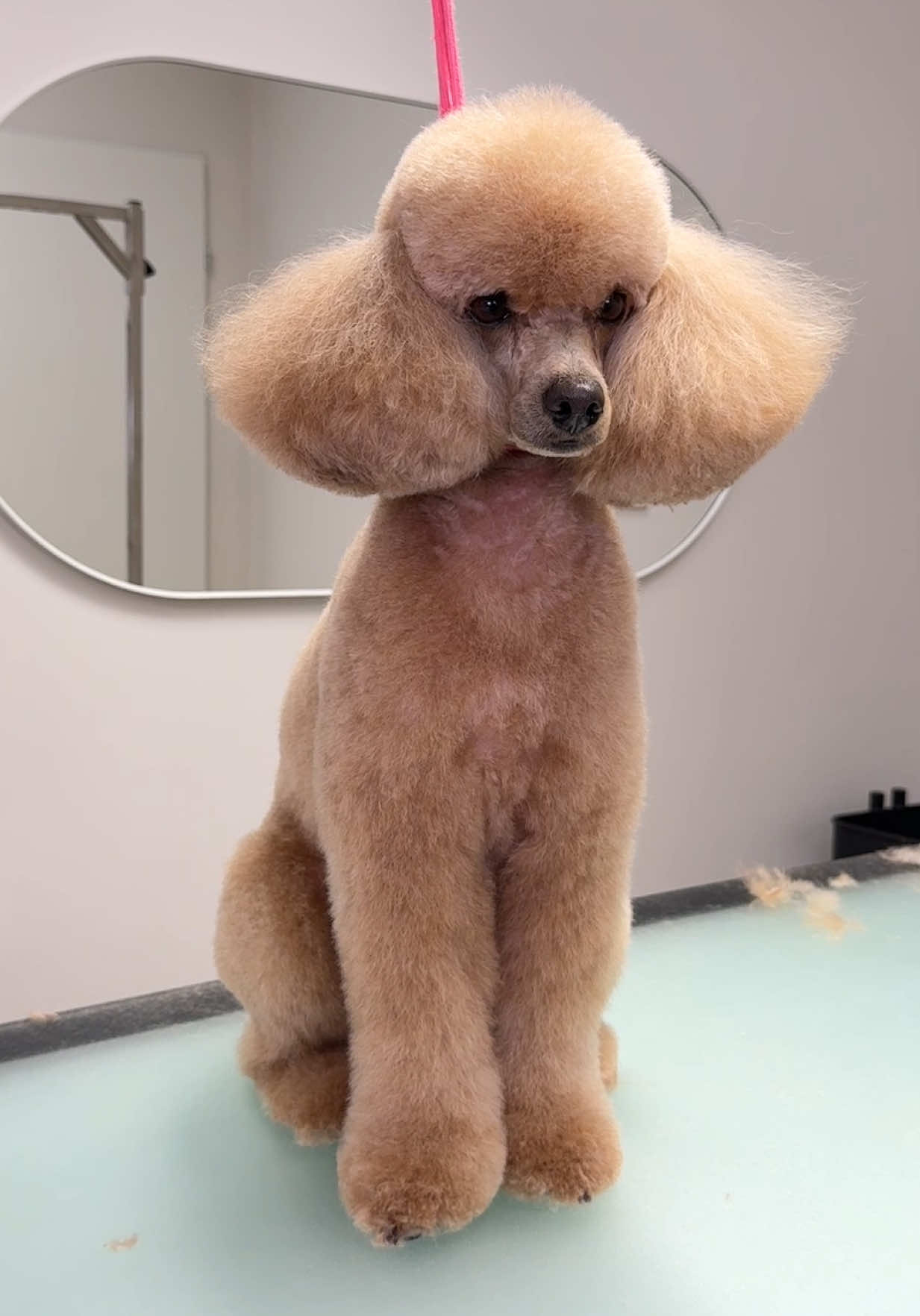 Snip snip chop chop, another poodle done ✂️🥰🫶🏻 #dogtok #asmr #doggroomer #doggrooming #furryfriends #dogsoftiktok #poodle #poodlesoftiktok #poodle #poodlelove #doggroominglife 