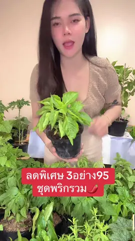 3กระถาง ลดเหลือ95 ฿ 🔥รีบซื้อก่อนหมดโปร ชุดพริกรวม 3อย่าง100#tiktoklive #livehighlights 