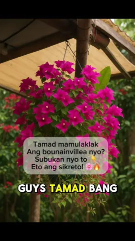 Every bloom tells a story of care & love 🌿✨ kaya bigyan sila ng nutrients from this Bougainvillea booster.  #creatorsearchinsights #Bougainvillea #bougainvilleafertilizer #fyp #plantita