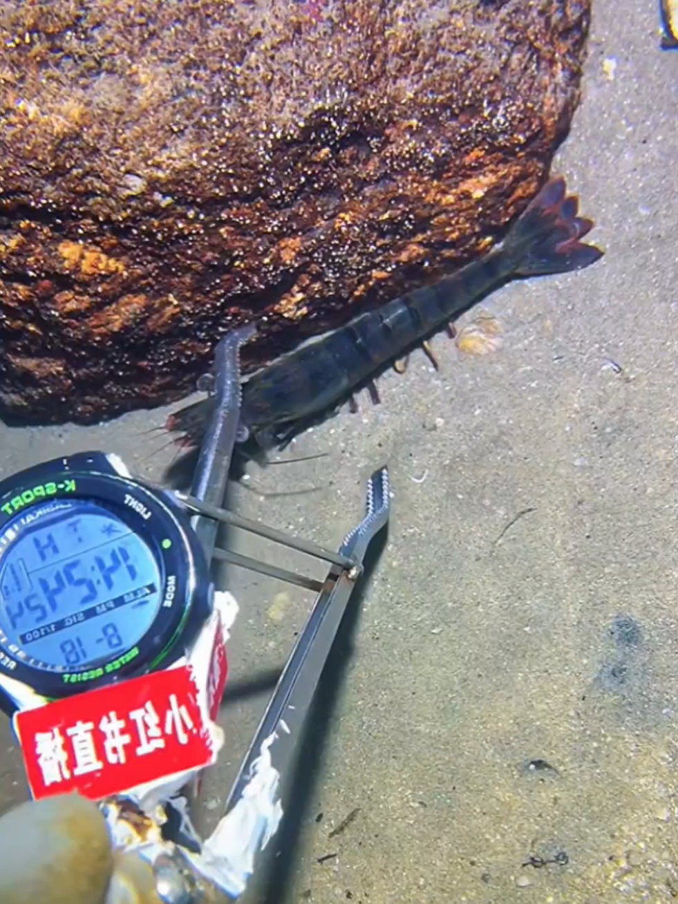 #diving #crab #catchthesea #seaside #seafood 