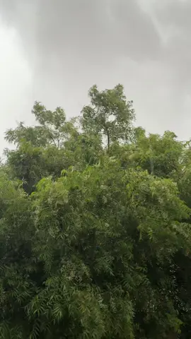 🌳🌧️