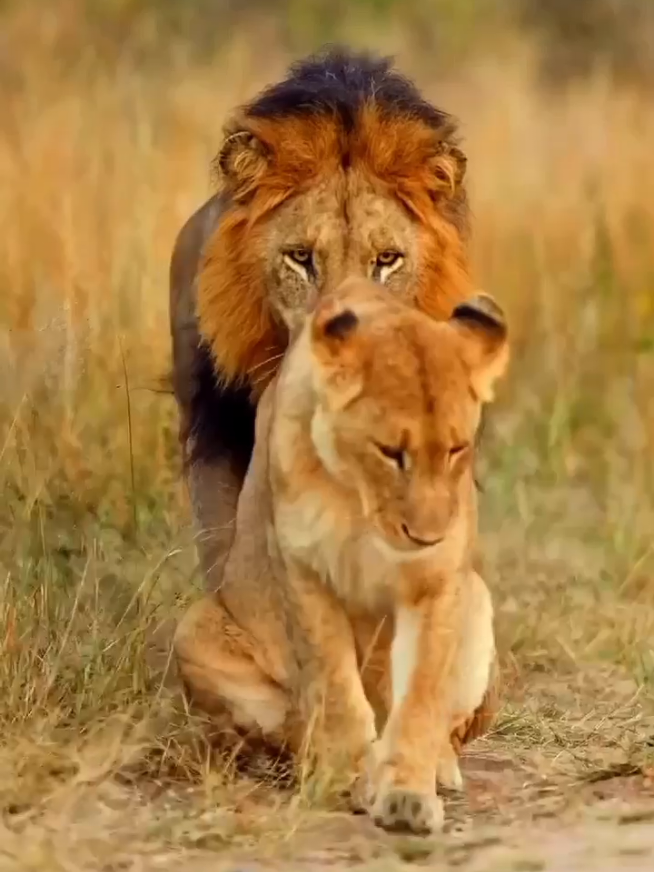 lion love story #animalsoftiktok #foryou 