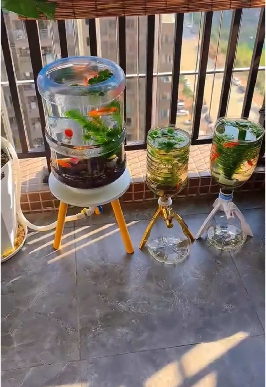 Gallon setup.🥰 #fyp #fishkeeper 