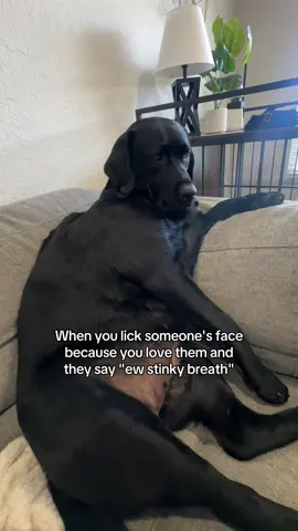 Unforgivable  #dogsoftiktok #dogtok #labrador #blacklab 