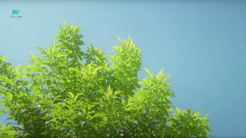 Bước chậm thôi… Để nghe chiếc lá chạm gió, tiếng suối ngân vang đâu đó giữa rừng sâu. Mỗi nhịp chân không vội vàng, mà như gõ nhịp cho tâm trí được lắng lại. Ở Bình Yên Nội Tại, trekking không phải để chinh phục — mà để trở về. Trở về với hơi thở, với nhịp tim, với phần tĩnh lặng nhất trong bạn. 🌿✨ 📅 Hành trình khởi hành: 22/08 – 24/08. #binhyennoitai #healingjoyrney #xuhuong #dulich #trekking 