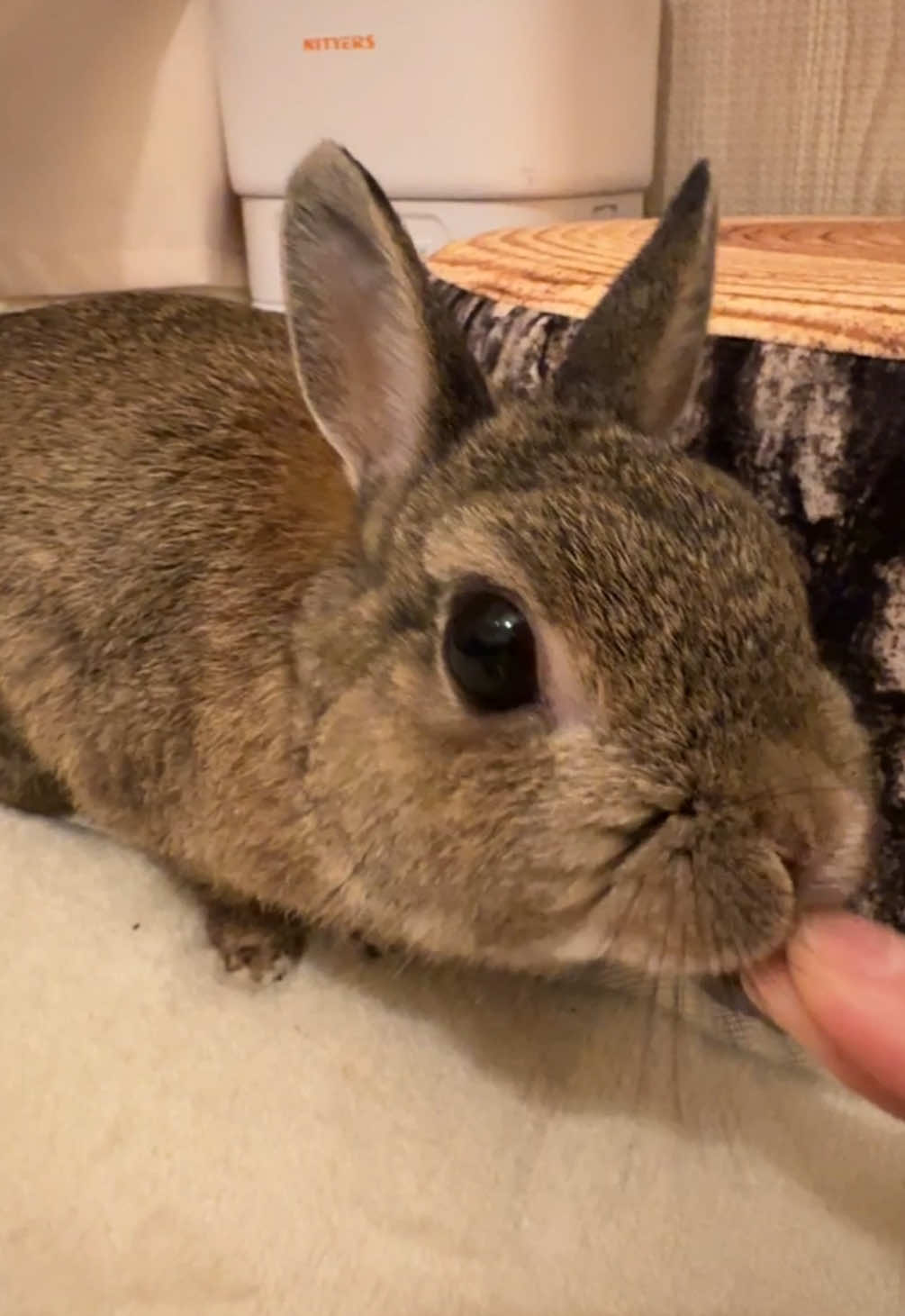 ｳﾏｳﾏ #うさぎ #ペット #rabbit #ペットのいる暮らし #うさぎ好きさんと繋がりたい 