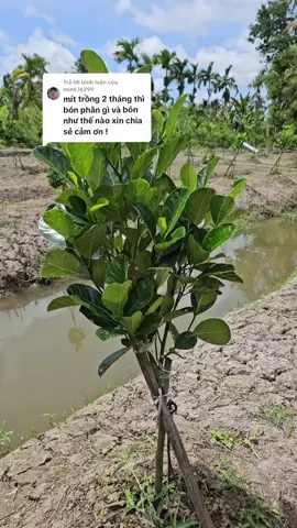 Trả lời @minh.l6399 Dạ em gửi Anh quy trình chăm sóc cho cây mít 2 tháng tuổi ạ #mitruotdo  #chamsoccaymit  #xulylambongmitindo  #lambongmitnghichvu  #quacaulua068  #nongnghiephuuco  #thamvuoncungnhu  #xuhuong 