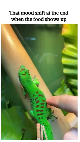 from sass to sweet in 0.2 seconds flat 🍽️ the universal language of food 🎥 aventuraexotica #reptilelove #funnygecko #geckolife #reptilehumor #cutereptiles #geckovibes