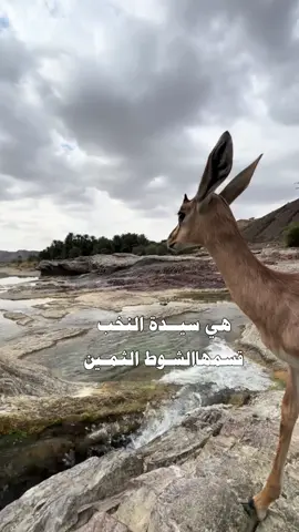 هي سيدة النخب قسمها الشوط الثمين  نقوة الي ماذخر دونها الزين وشراه   #CapCut #شيلات #قوالب_كاب_كات_جاهزه_للتصميم #explore #اكسبلور 