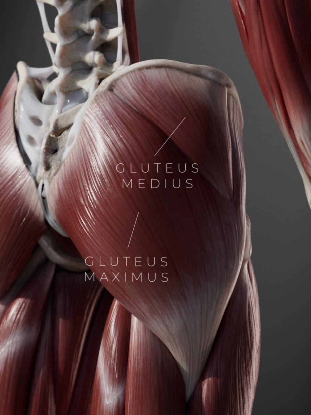 Your booty isn’t just for show, there's a lot of important stuff going on down there!  The gluteus maximus drives hip extension (think walking, running, or climbing stairs), while the medius and minimus stabilize your pelvis and prevent wobbling. Deeper muscles like the piriformis fine-tune hip rotation, working alongside other small rotators. Even the ilium, though not a muscle, plays a key role as an anchor point for these muscles and core stabilizers. #GluteAnatomy #GluteusMaximus #GluteusMedius #GluteusMinimus #Piriformis 