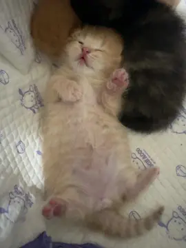 Kawaaiiinee#kittycat #kittenlove #catlover #fyp