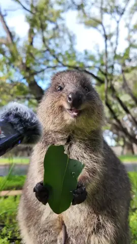 #myquokka#cutiequokka#quokka#hanquokka