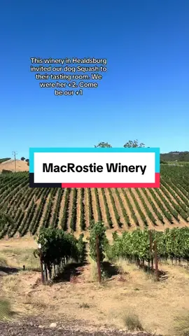 MacRostie Winery - beautiful views, great wine, the best staff and they love dogs!!  #dogsoftiktok #bernedoodle #dogfriendly #petfriendly #petfriendlytravel 