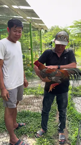 Nay giao lưu được bé cú thương hiệu HCT về duy trì nòi giống ae xem vui