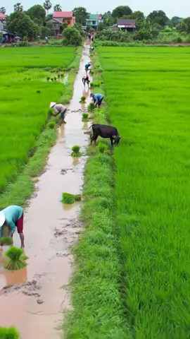 #ទេសភាពស្រុកស្រែ🌄🏜️🌱🌼🌾🐟 #កូនអ្នកស្រែ🌾🍀 #ស្រុកស្រែ🖼️🌾🌞🌔❤️ #foryou #cambodia🇰🇭 