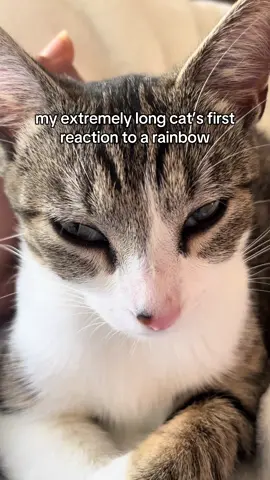 luffy cat #cat #fyp #kitten #kittycatsoftiktok #kittensoftiktok 