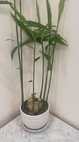 Làm liền đi nha mấy ní… dễ trồng lắm luôn 🥰🥰