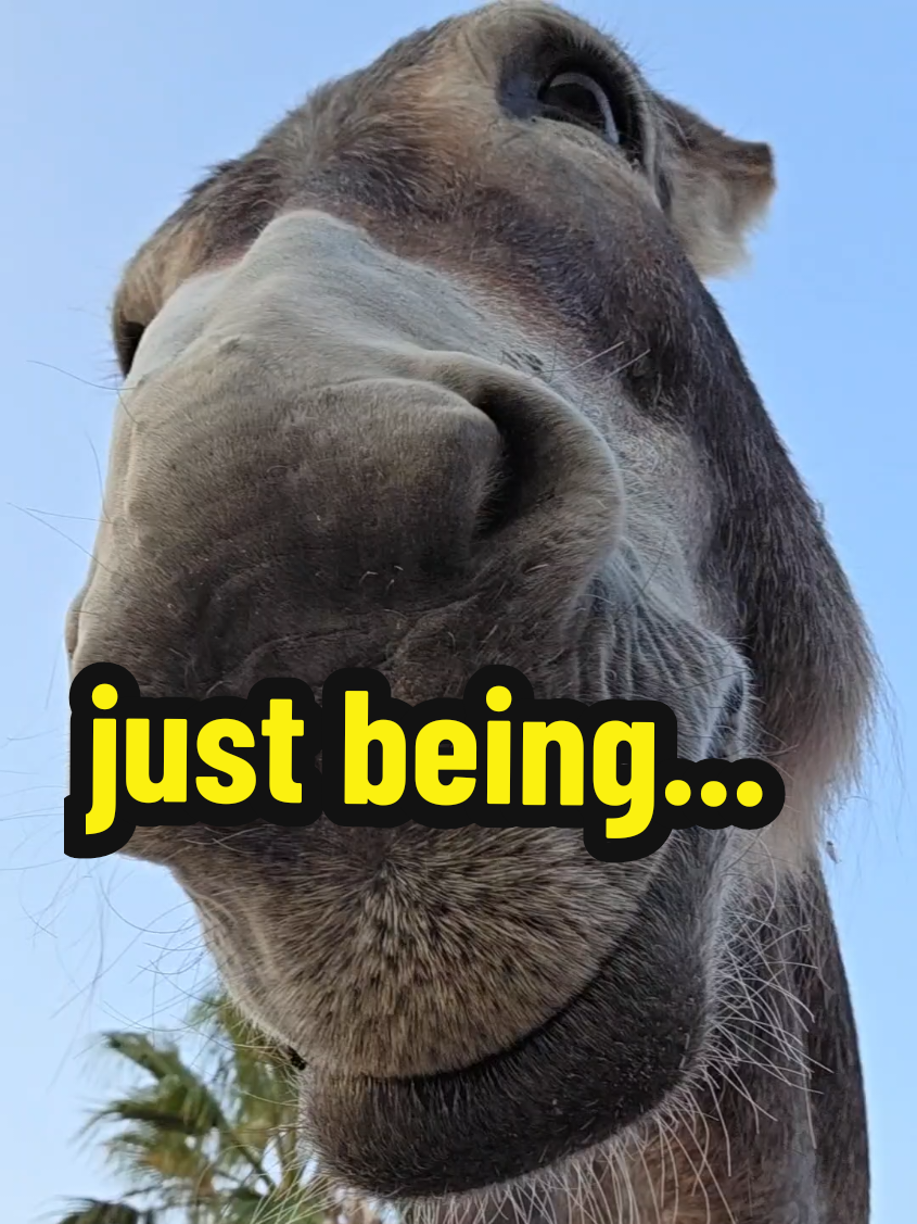 Ever tried just existing… like this? Donkey Diaries 4: The Art of Just Being  #DonkeyDiaries #fincarai #slowmoments #zenvibes #simplelife 