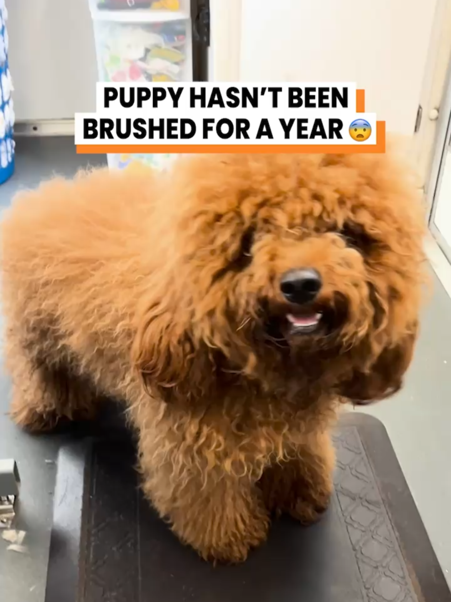 This puppy fur is not 'low maintenance' 😳 (@prettypennidoggrooming) #dogs #puppy #dogsoftiktok #dog