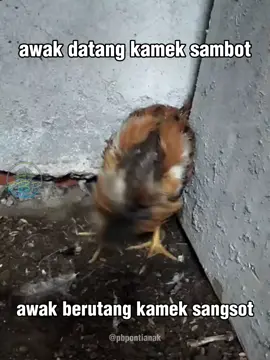 berat boy . . . #pontianak #pontianakviral #masukberanda #foryou #kalimantanbarat 