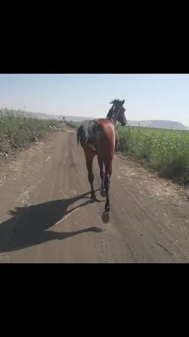 #سوهاج #البلينا #سوهاج_بلدي_وافتخر_بيها #الانتشار_السريع #اكسبلور #الخيل_من_خيالها #الخيل_العربي_الاصيل 