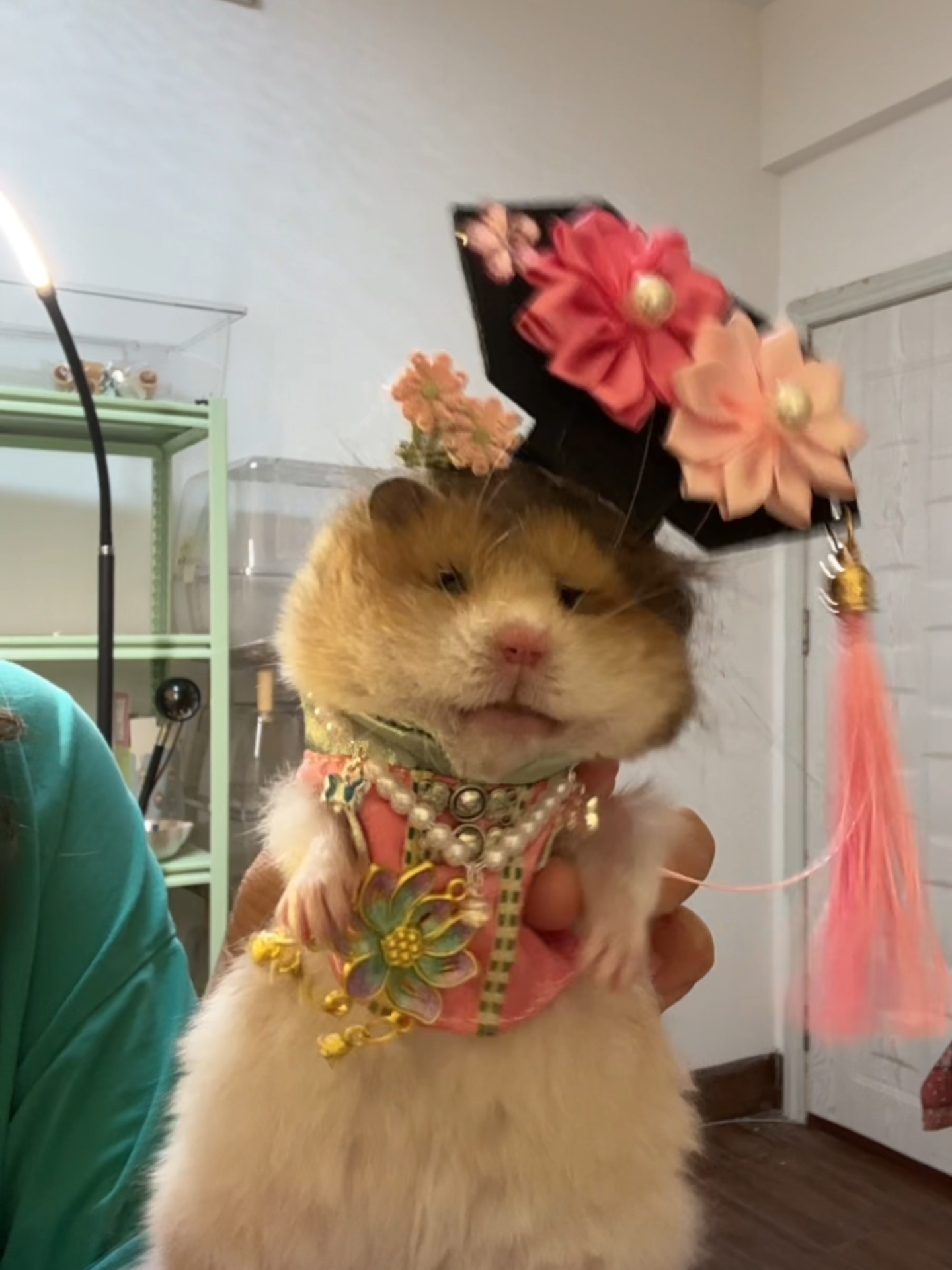 Nó chưa bao giờ hỏi tao là có muốn hay không. #lieuthuocso1 #cosplaypet #mouse #thucungcosplay #cutepet #chuotcosplay #petdance #viralvideo #fyp #animalcute #happymoment