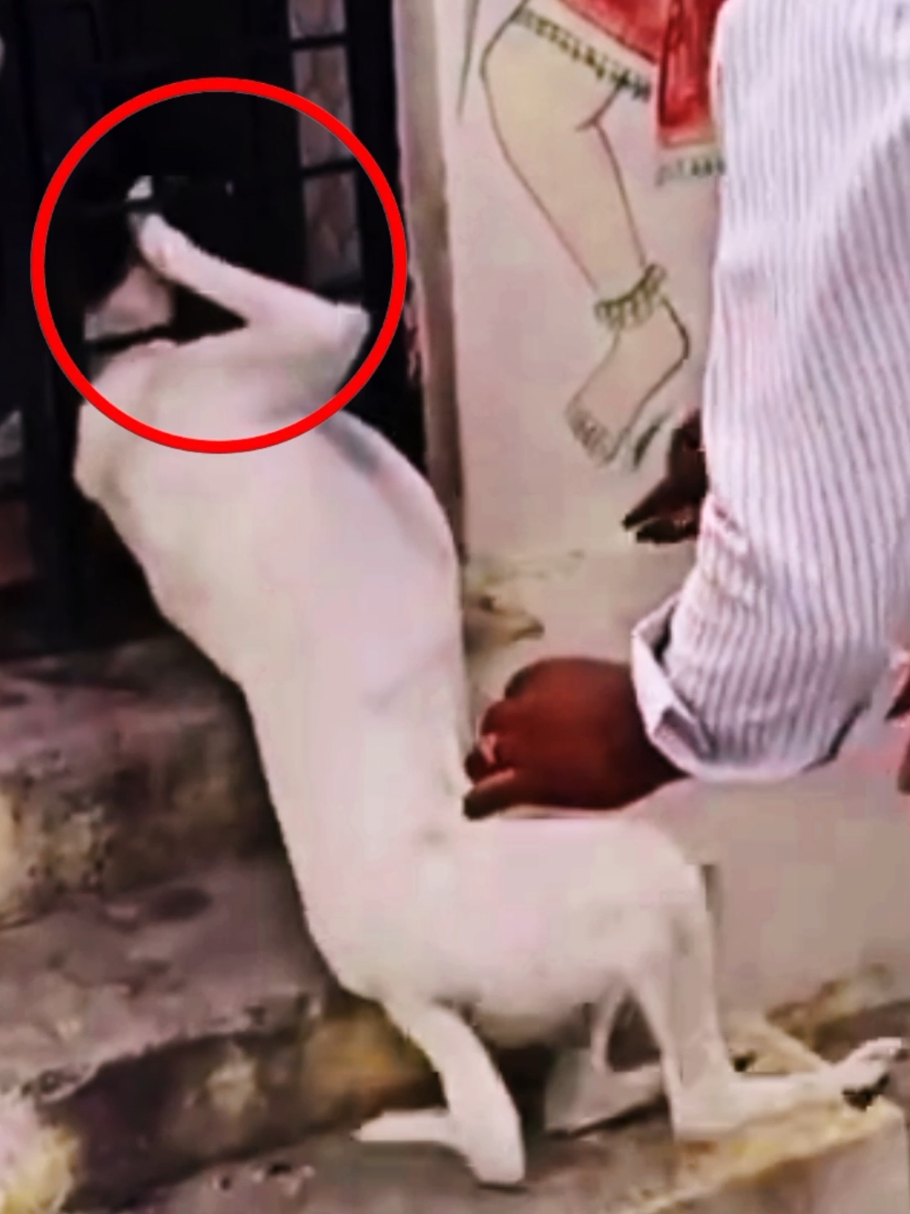 Dog's Neck Stuck in Iron Fence – Two Heroes Risk It All to Save HimDogRescue #MiracleSave #HeroicPeople #AnimalLovers #ViralVideo #StrayDog #EmotionalMoments #MustWatch#viral #fyp 