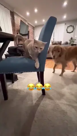 🤣🤣#dog #cat #pet #voiceover #funny 