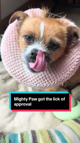 @Mighty Paw collagen sticks were granted a lick of approval from Ollie 