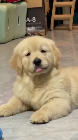 Golden Retrievers 🥹❤️ #goldenretriever #golden #goldenretrieverlife #dogsoftiktok #goldenretrieverpuppy 