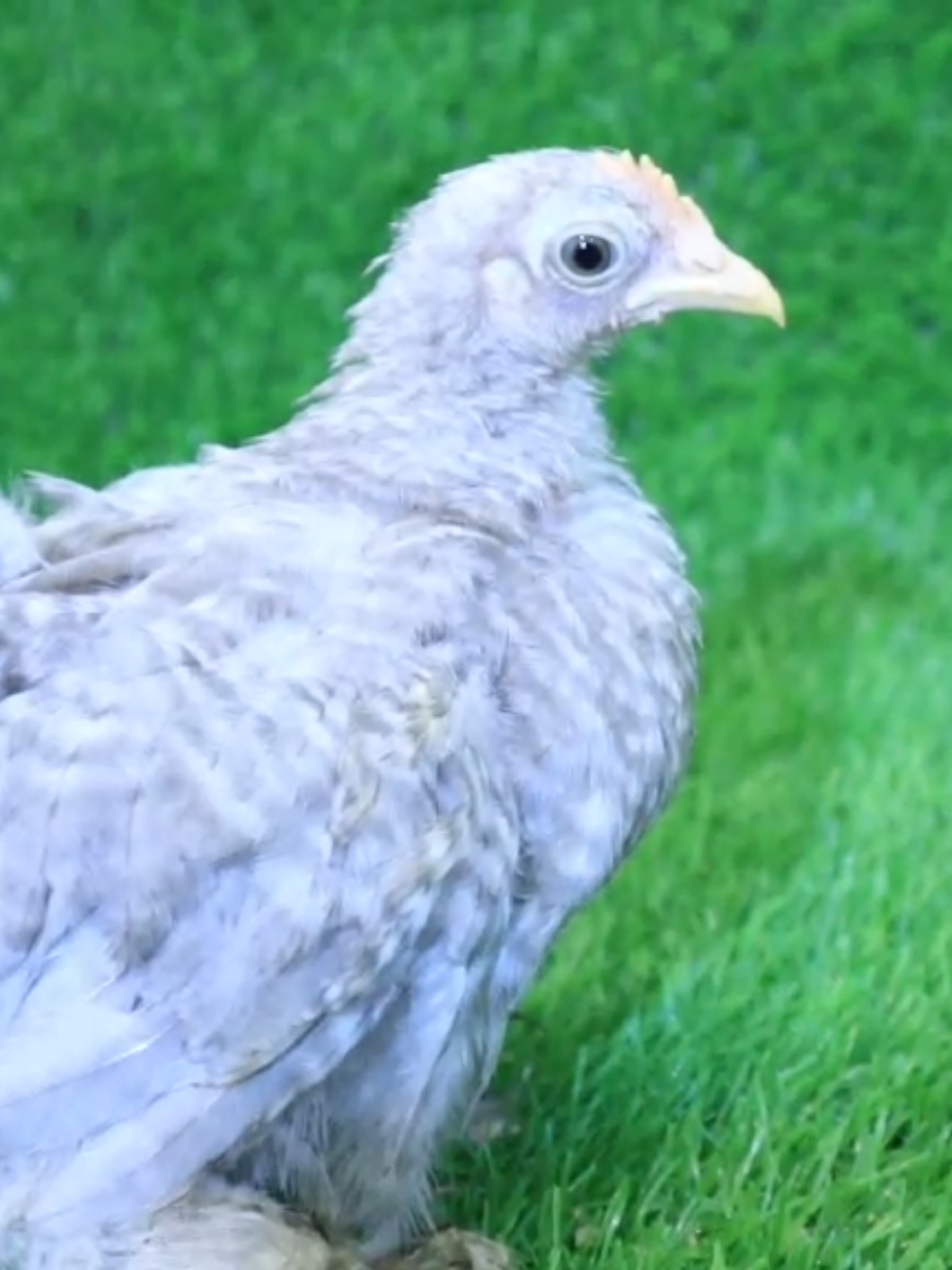 MashaAllah Please guess which breed is this?  #anwaarfreshfarm #faisalabad #exotic #chicken #quality 
