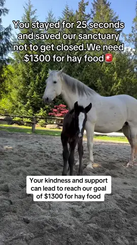 Your kindness and support can lead to reach our goal of $1300 for hay food#horse #horses #equine #equinesofinstagram #foal #horsegirl #fyp #fyppp #help #viralvideo #goviral #horsehelp #viral #support 