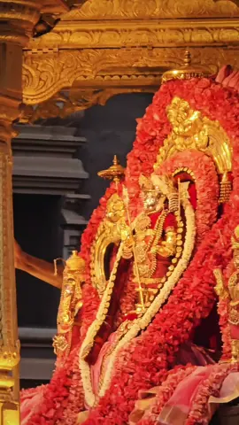 நல்லூரான் தங்கரதம் ✨🦚🙏 #ஓம்_முருகா_சரணம்🚩🙏🕉️ #நல்லைகந்தன் #fypシ゚viral #creatorsearchinsights #msdkapil 
