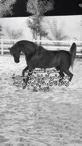 #خيل_وخياله🐎 #fyp #viral #اقتباسات #اكسبلورexplore 