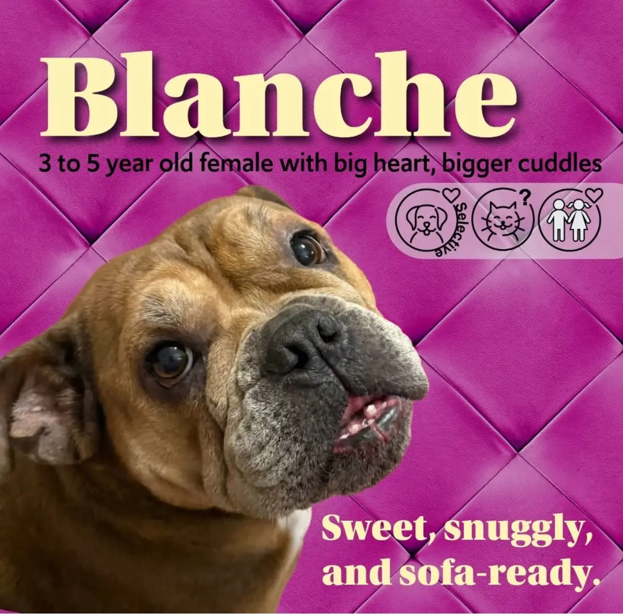 🐾 Meet Blanche — a sweet, easygoing former stray who’s ready for her happily-ever-after.  This 3–5-year-old cuddlebug loves car rides, lounging in a recliner, and being right by your side. She’s great with kids, enjoys slow introductions to other dogs, and has the cutest little teefers you’ve ever seen.  Blanche’s favorite activities include snuggling, relaxing, and sampling whatever snack you’re holding. She’s working on her potty training but listens beautifully, and she’d love a home with someone who will give her time, love, and plenty of couch space. 🏡 If you’d like to open your heart and home to Blanche, please fill out an app on our website Bullies2therescue.com #adopt #adoptme #bulldogrescue #bullies2therescue #bulldoglovers #adoptdontshop❤️ 